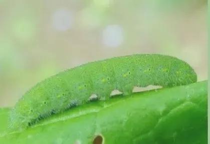 新春杂谈之二-穿新衣