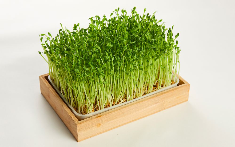 收藏分享丨傣妹火锅「品牌全案战略升级」复盘拆解