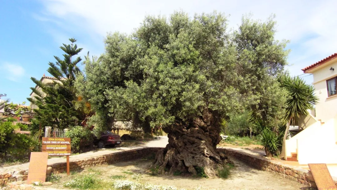 从橄榄油了解地中海美食