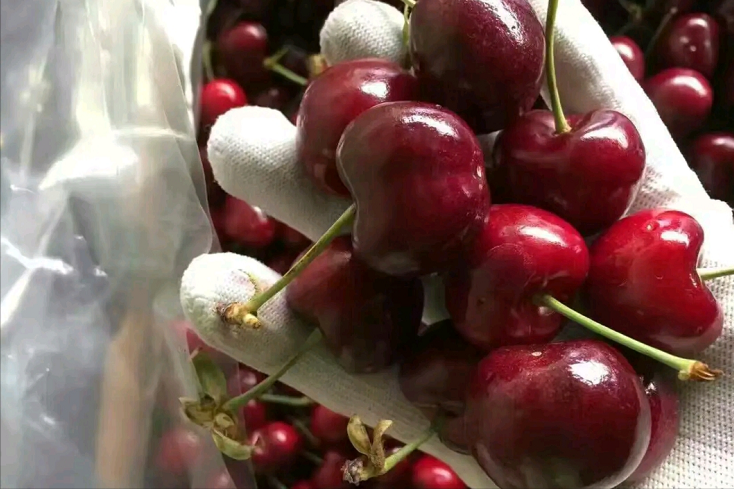 国产大樱桃放3天即坏，进口车厘子30天放不坏，这是如何保鲜的？
