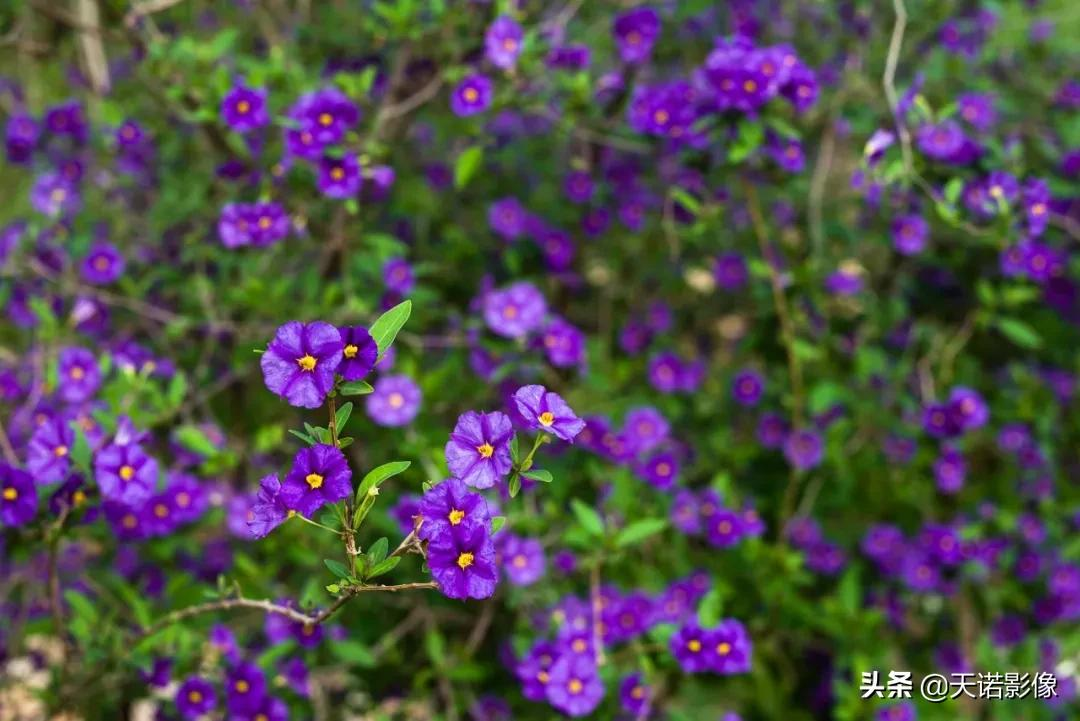 玩转镜头｜徕卡M 50mm/2AA 有何特别之处？