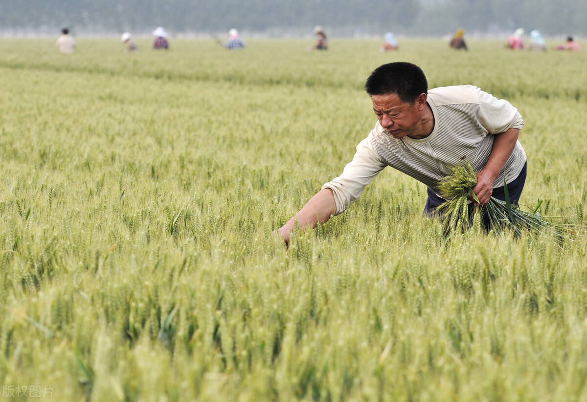 胃口福特色饺子怎么样，胃口福特色饺子加盟费多少钱