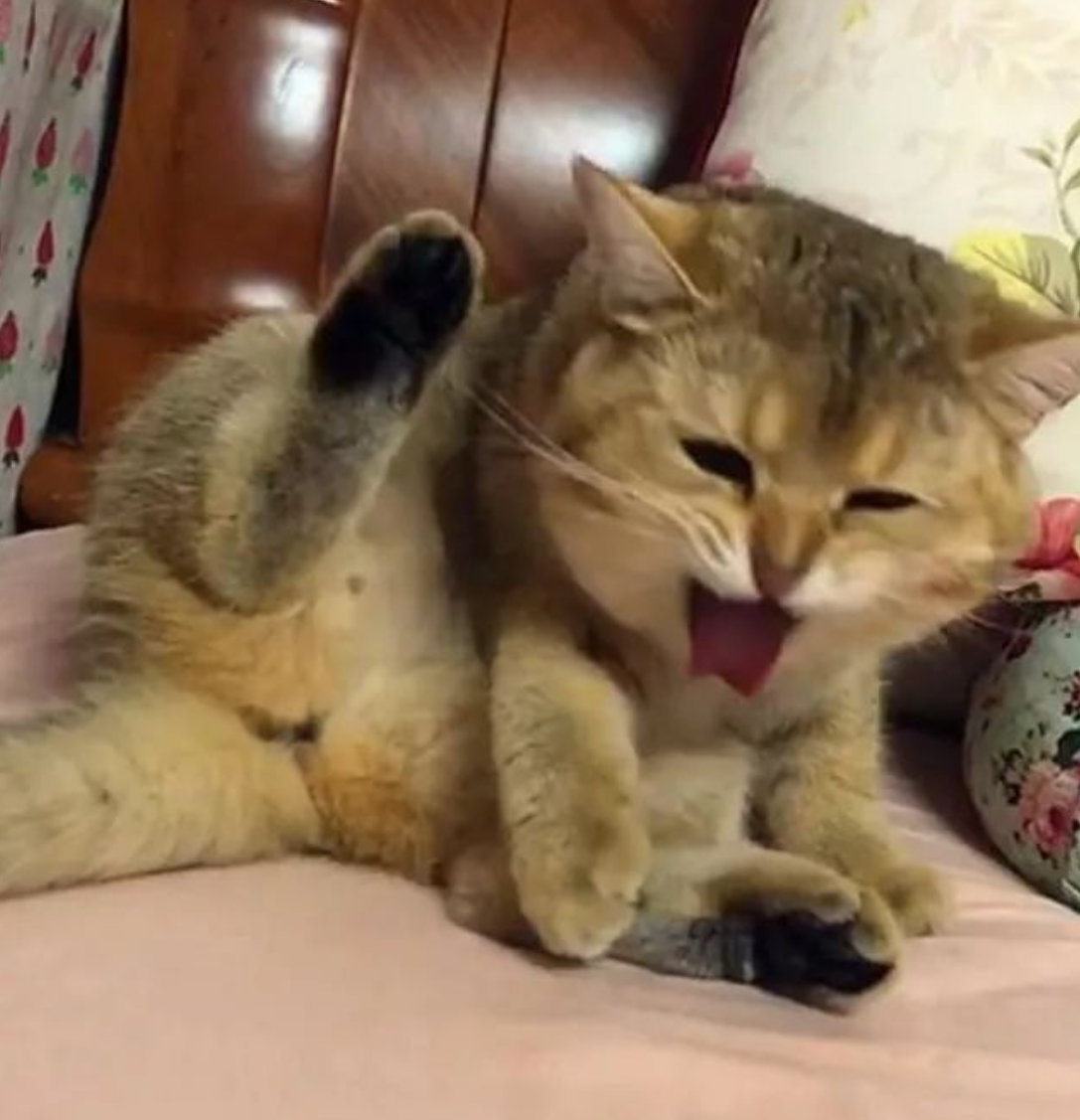 你值得一个全自动咖啡机——西门子EQ.300