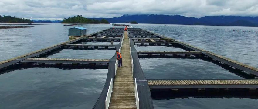 从火爆到平静，烤鱼品类还能迎来第二春吗？