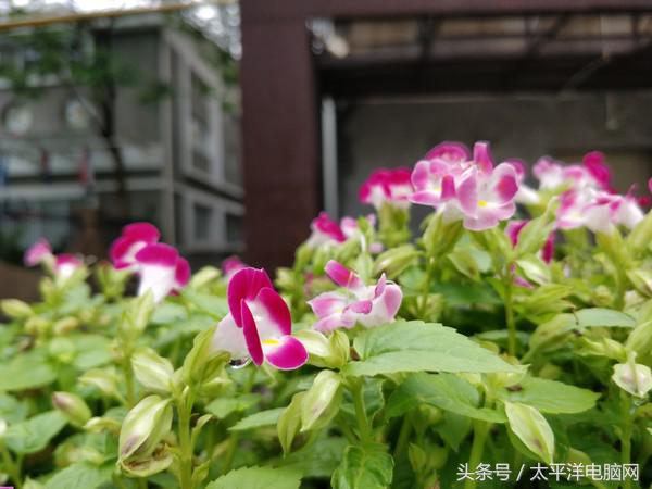 一加5评测：8GB运存性能怪兽，还有双摄加持