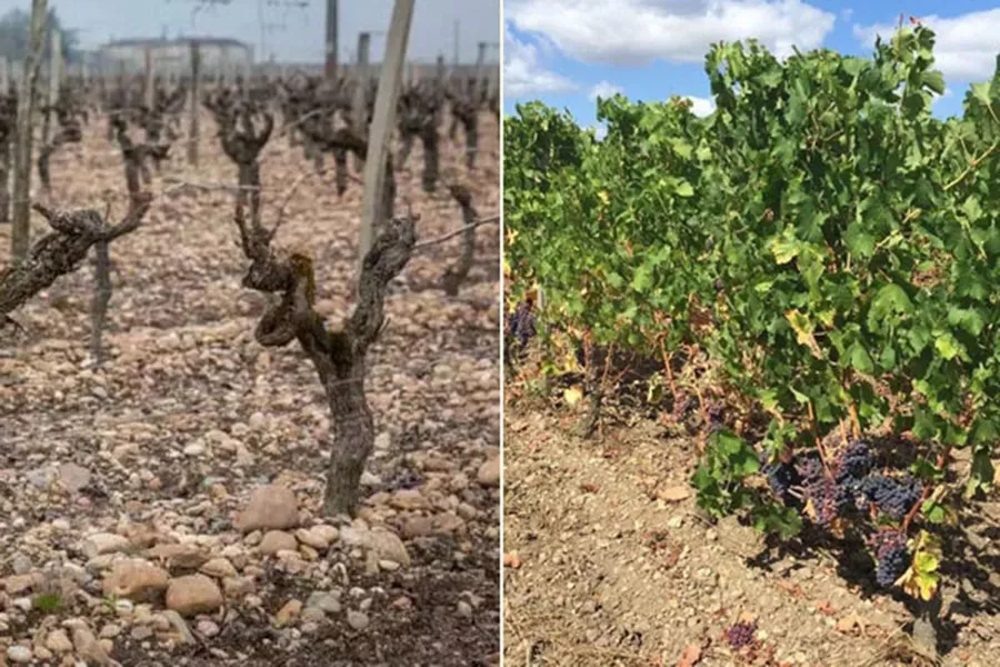 法国波尔多葡萄酒，简单如123456789