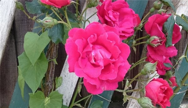 索尼Xperia Z4平板详细评测：机器优秀，键盘坞糟糕