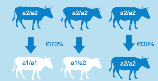 完达山新上市菁美A2有机奶粉怎么样？全网独家内幕