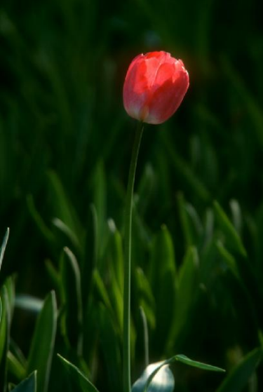 完美照片的十大经典拍摄技法