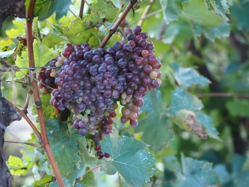 外形文艺范浓浓的拍娃神器奥林巴斯E-P7试用分享