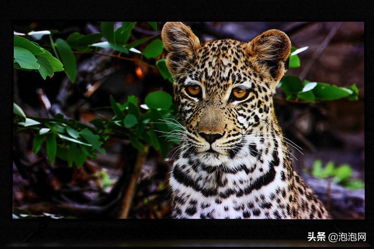 比液晶电视还要便宜的OLED电视？小米电视6 OLED评测