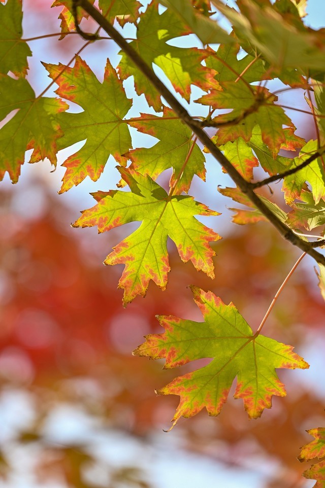 必买：高画质组合之选 尼康相机+镜头组合推荐