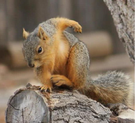 五个案例教会你怎么做卡通 LOGO