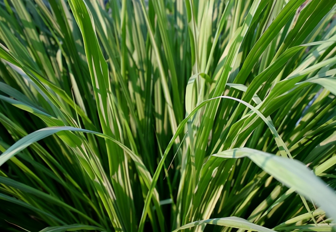 推荐5种好闻的单方精油，适合炎热夏季扩香使用